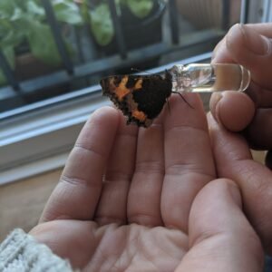 Bee Revival Kit - Butterfly & Bee Reviver Keychain - Image 3